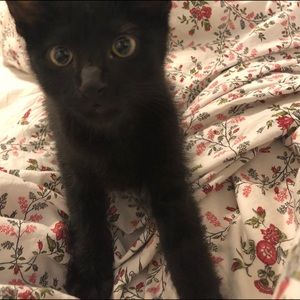 Meet your Posher, Leslie